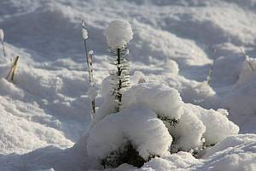 Pflanzen unter einer Schneemütze