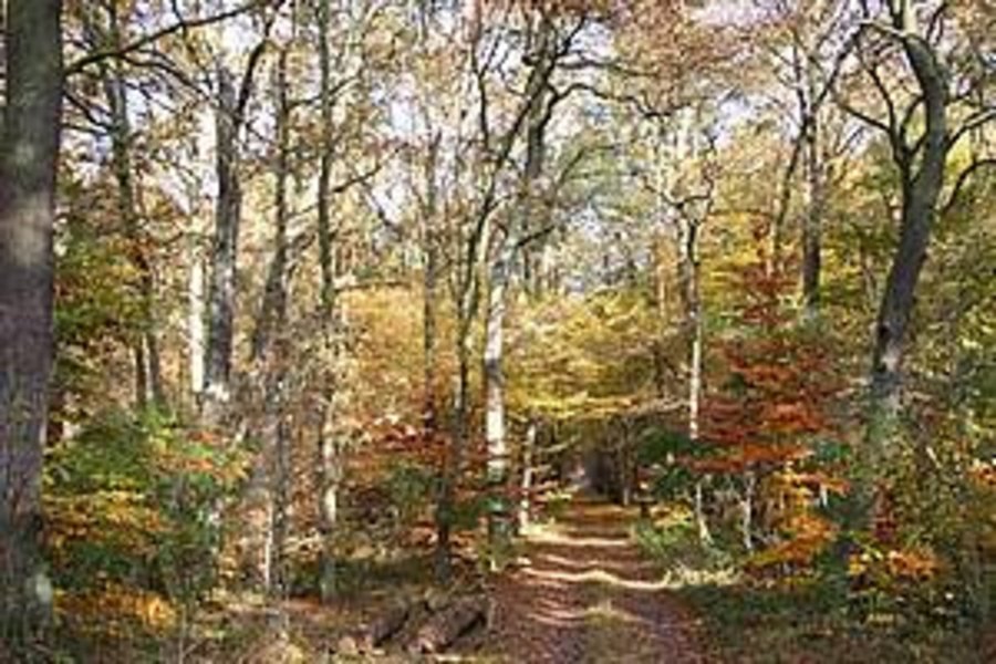 Ein bunt gefärbter Waldweg im Herbst