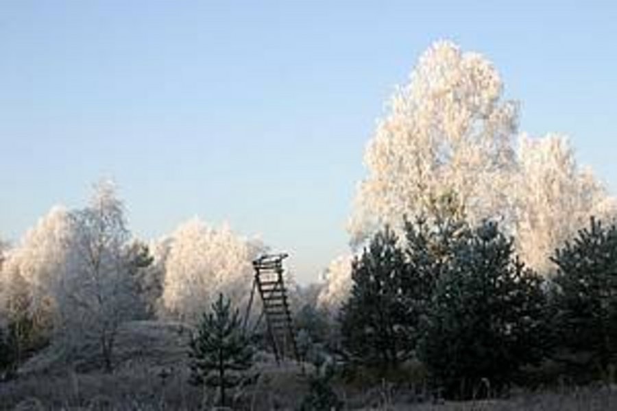 rauhreifbedeckte Bäume am frühen Morgen im Stadtwald