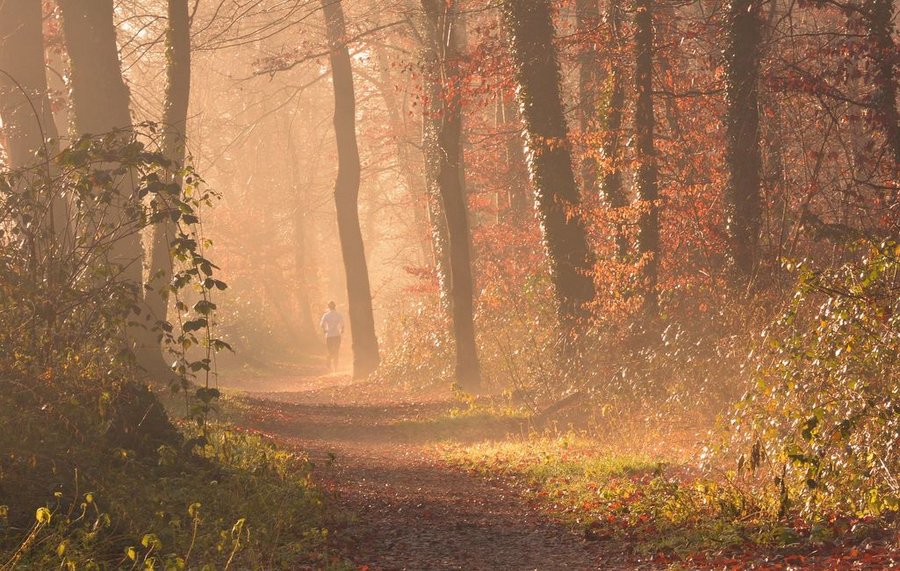 Läufer im Wald