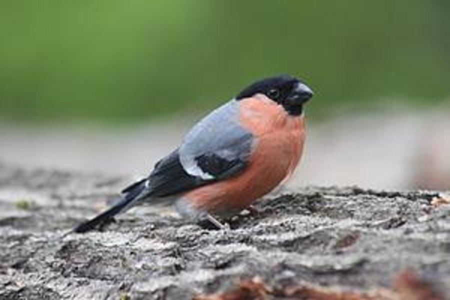 Ein schöner Vogel, ein Gimpel oder Dompfaff