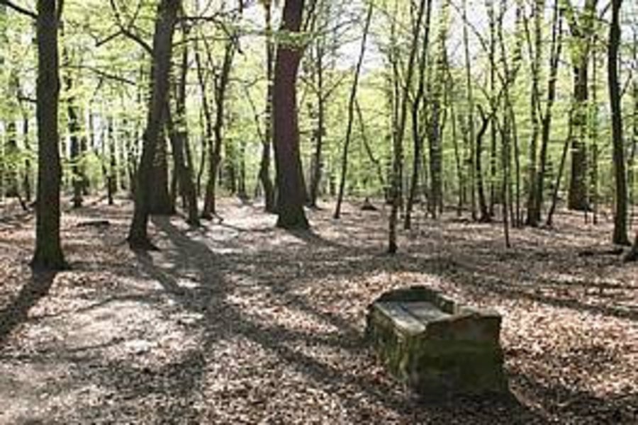 Es ist Frühlung und eine Steinbank lädt zum Verweilen im Wald ein.