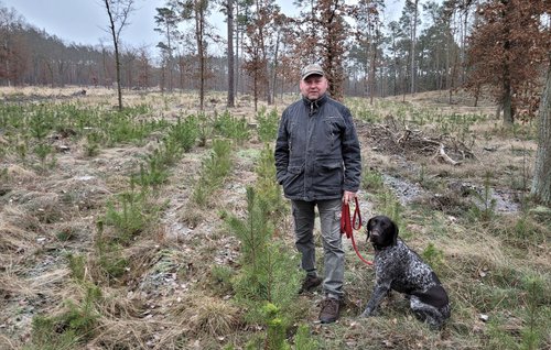 Stadtförster Thomas Querfurth mit Jagdhündin Lotta zwischen den 2020 im Rahmen der Pflanzaktion eingepflanzten Kiefern 