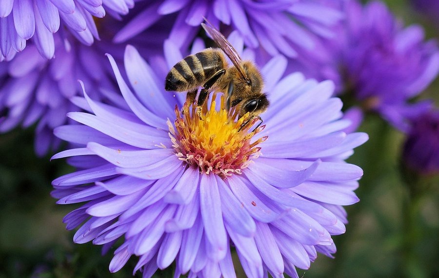 Biene auf einer lila Blüte