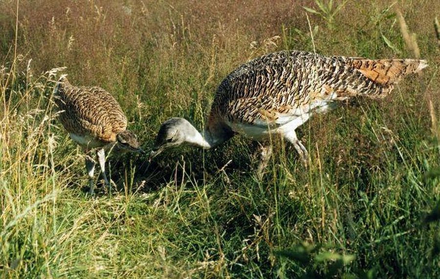 Trappenhenne mit Küken in Buckow