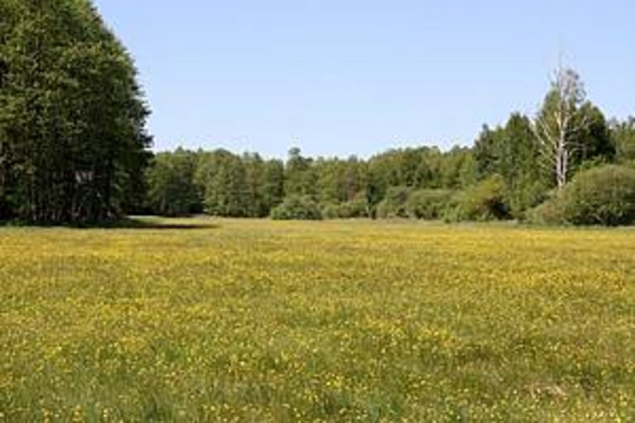 Viele Hahnefussblüten auf der Fläche N3 im Stadtwald