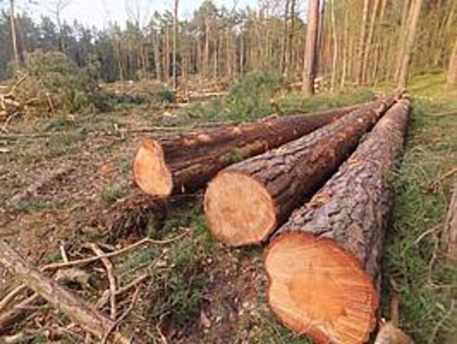 Kiefernstämme, schon als Stammholz werden am Wegesrand gelagert