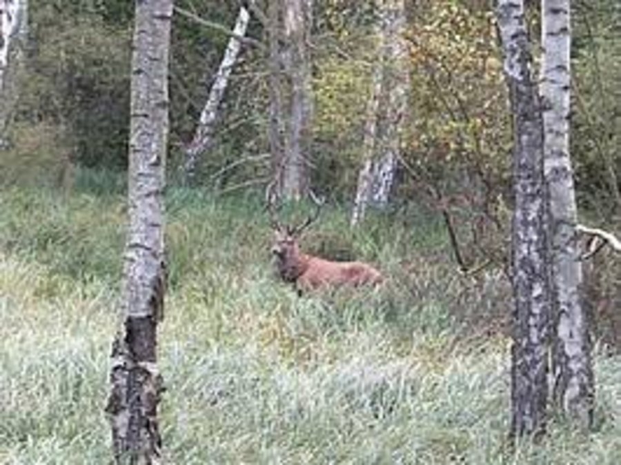 ein Hirsch im Stadtwald