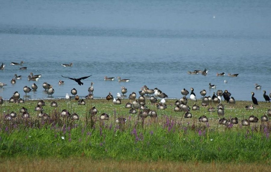 Wasservögel am Gülper See