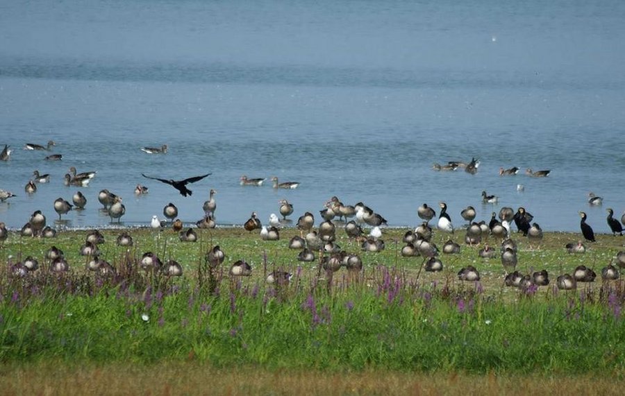 Wasservögel am Gülper See