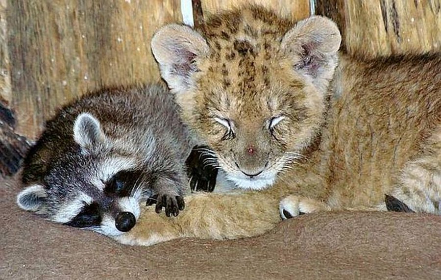 Junger Löwe und Waschbär kuscheln miteinander