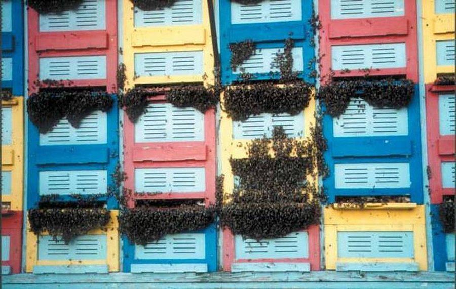 Bienen am Bienenstock