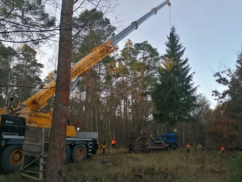 Hier steht der Baum noch im Rathenower Stadtforst Hier steht der Baum noch im Rathenower Stadtforst