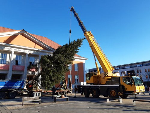 Mit Hilfe eines Kranes wird der Baum in die die richtige Position gebracht.