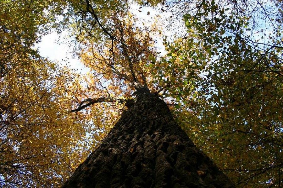 eine 200-jährige Eiche -Blick von untern den Baumstamm hoch