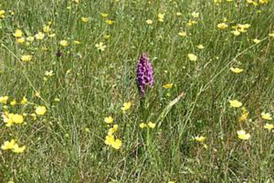 Eine Wiese mit blühenden Hahnenfusspflanzen und einer wilden Orchidee.