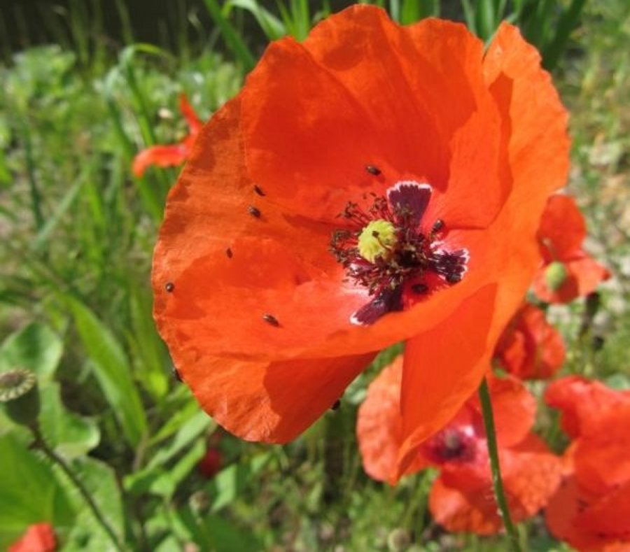 Bild mit Mohnblumen von Elke Kulinski