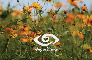 Augenspaziergänge im Optikpark — Jetzt anmelden!