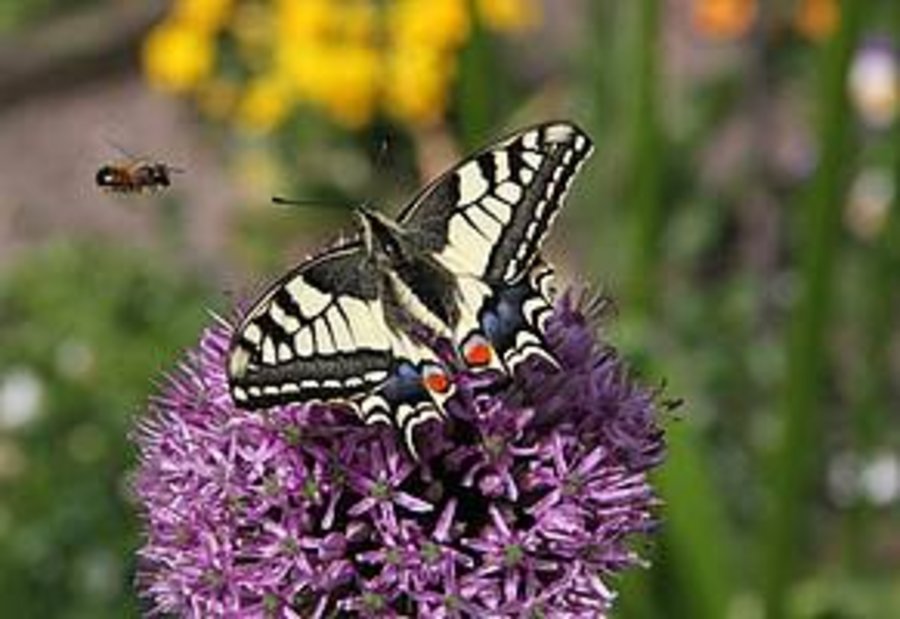 Ein Schwalbenschwanz-Schmetterling sitzt auf einer Pflanze