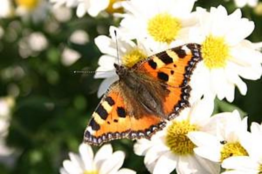 Ein Schmetterling sitzt auf einer weißen Blüte. 