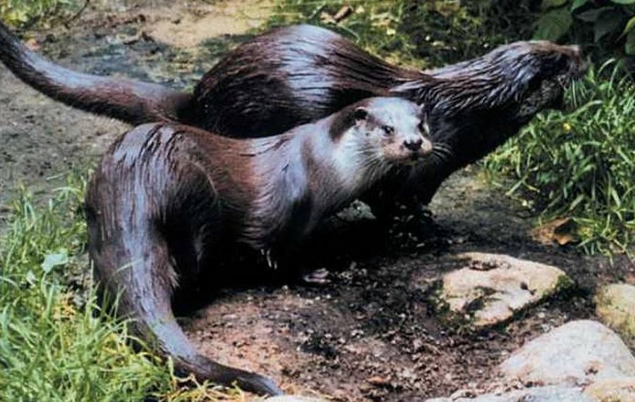 Fischotter im Naturpark Westhavelland